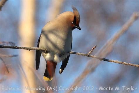 Bohemian Waxwing