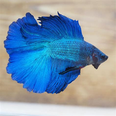 The Gorgeous Live Male Royal Blue Double Halfmoon Tail Betta Fish