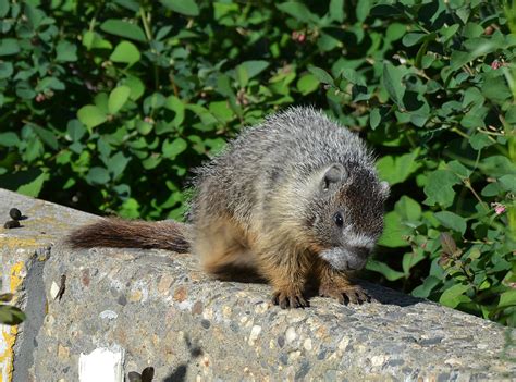 **Coldstreamernews**: Photo Gallery - Sleepy baby marmot! - Courtesy: Debbie Gibson.