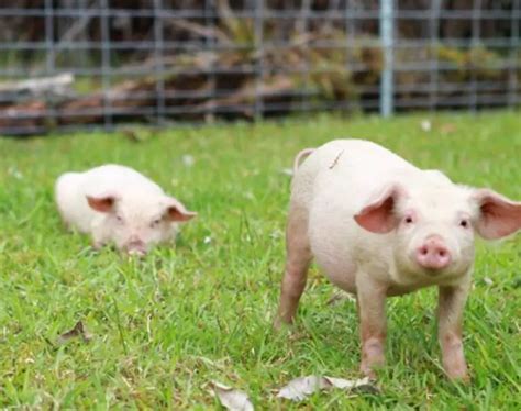 Chester White Pig Pros And Cons - The Pet Well