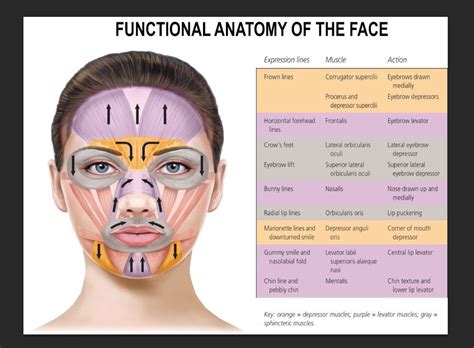 Functional Anatomy of the Face. Facial Mimetic Muscles Digital - Etsy UK