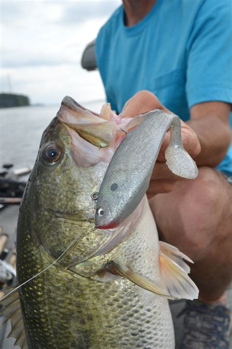 Big swimbaits for big bass on TVA Lakes | AL.com