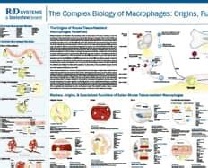 Macrophage Markers Research Areas: R&D Systems