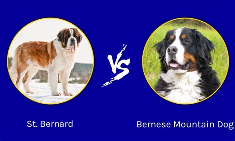 St. Bernard vs Bernese Mountain Dog: What Are 8 Key Differences? - IMP WORLD