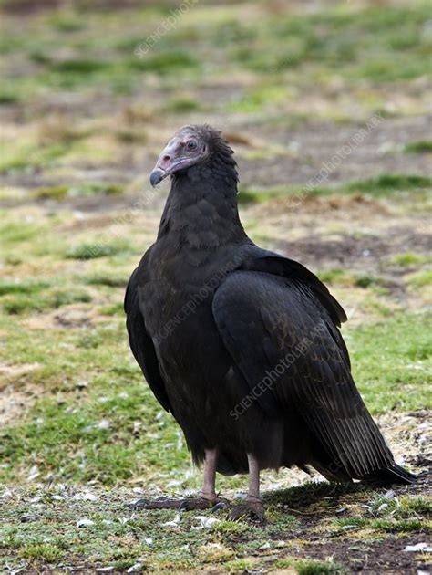 Juvenile turkey vulture - Stock Image - Z832/0476 - Science Photo Library