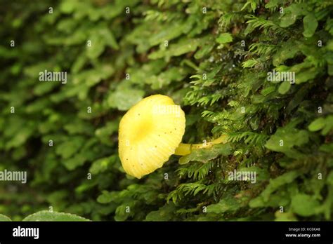 New Zealand fungi Stock Photo - Alamy