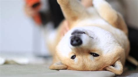 Shiba Inu Wallpaper (63+ images)