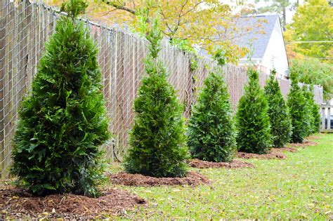 Arborvitae Fence Line