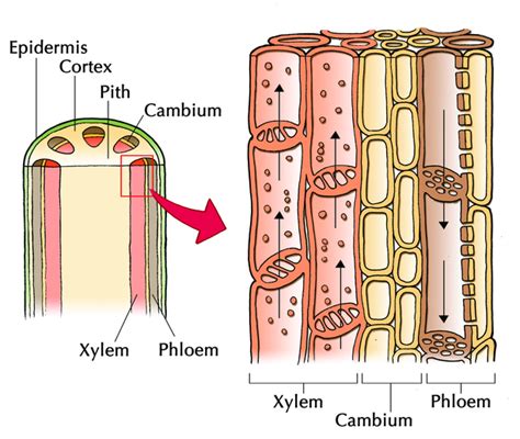 Draw A Neat Labelled Diagram Of Xylem And Phloem And Explain How It Is Images