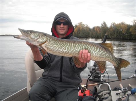 Ontario Tiger Muskellunge - Tiger Muskie