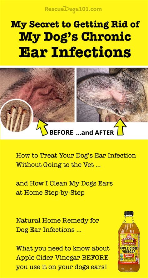The Secret to Getting Rid of Ear Infections in Your Dog at Home | Dog ear infection remedy, Dogs ...