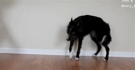 This Dog Loves To Chase Its Tail But It’s Just A Little Too Good – Funny Dogs Gallery