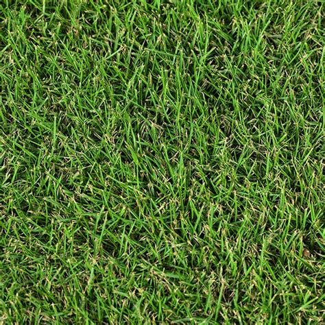 Zoysia Grass Types | Buy Zoysia Grass in Texas and Louisiana | The ...