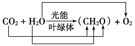 植物光合作用的化学方程式是什么-百度经验