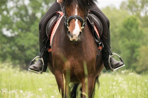 What Are The Best Stirrups On The Market? - Horses & Foals