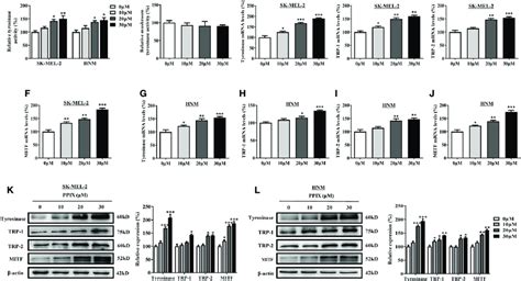 | PPIX increased the tyrosinase activity and expression of tyrosinase... | Download Scientific ...