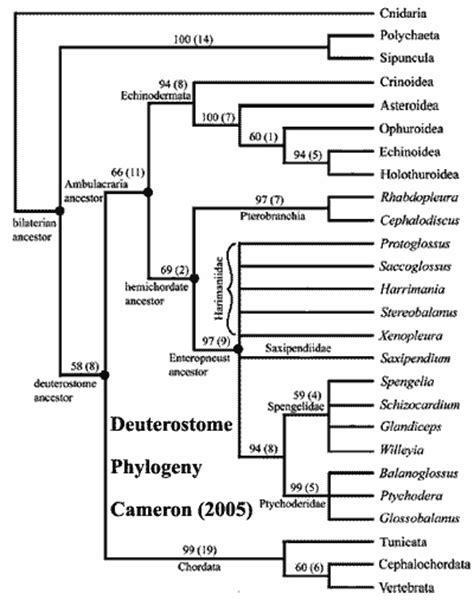 Palaeos Metazoa: Deuterostomia