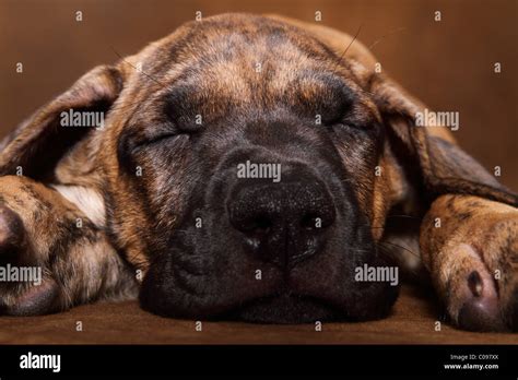 Dogo Canario Puppy Stock Photo - Alamy