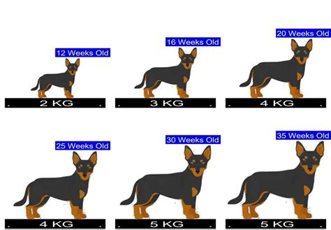 Lancashire Heeler Growth Chart. Lancashire Heeler Weight Calculator.