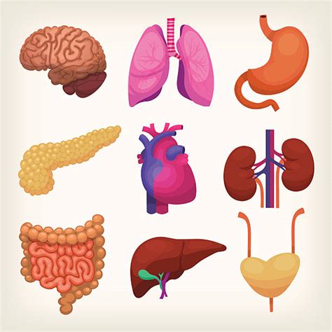 Human Organs Clip Art, Vector Images & Illustrations - iStock