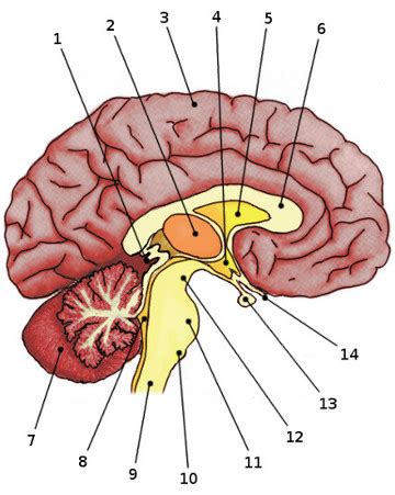 Free Anatomy Quiz - The Nervous System - The anatomy of the Brain, Quiz 1