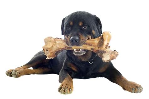 FDA Warns Bone Treats May Be Deadly for Your Dog