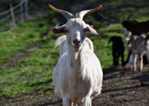 Kiko Goats: Everything You Need to Know About This Breed