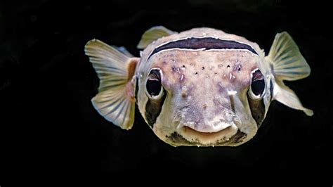 Porcupine Pufferfish - Diodontidae | Underwater Asia