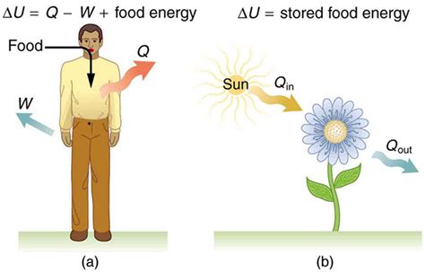 First Law of Thermodynamics