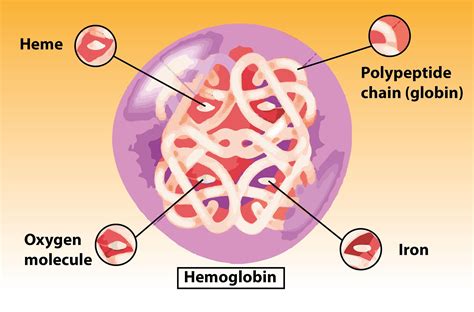 Hemoglobin Molecule Structure