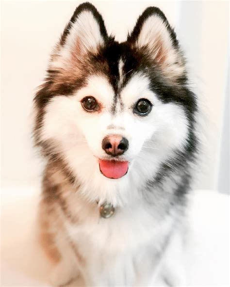 Pomeranian Husky Mix Puppies For Sale In Michigan - Pets Lovers