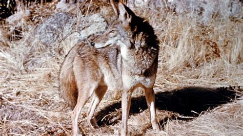 coyote | Description, Size, Habitat, & Facts | Britannica