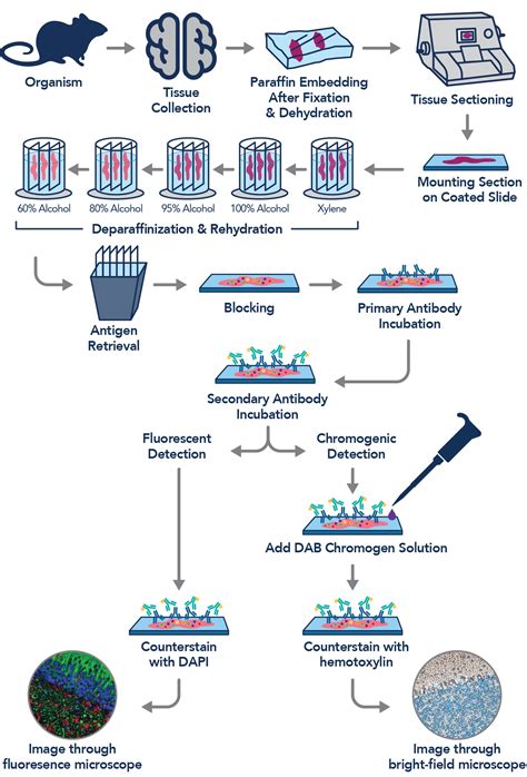 immunohistochemistry | Proteintech