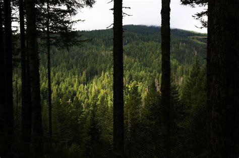 Hiking through the Tillamook Burn: An Oregon forest recovers, decades after devastating fires ...