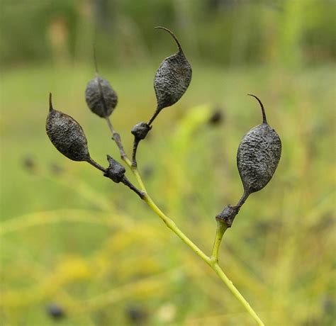 Baptisia tinctoria | Northeast School of Botanical Medicine | Northeast ...