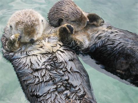 Sea otters holding hands - Teh Cute