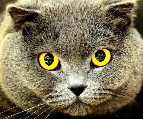 Awesome cat eye | Cute cats HQ - Pictures of cute cats and kittens Free pictures of funny cats ...