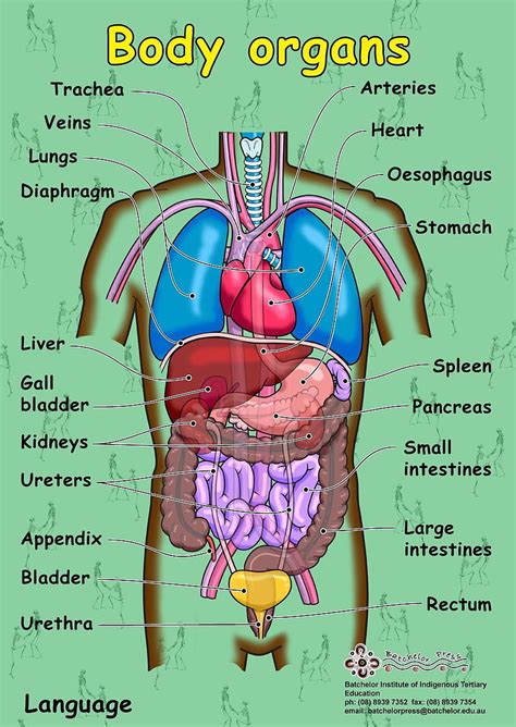 The Liver anatomy poster shows location of liver on the body and provides antero, body parts HD ...