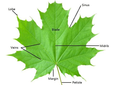 ANATOMY | Leaf projects, Anatomy, Plant leaves