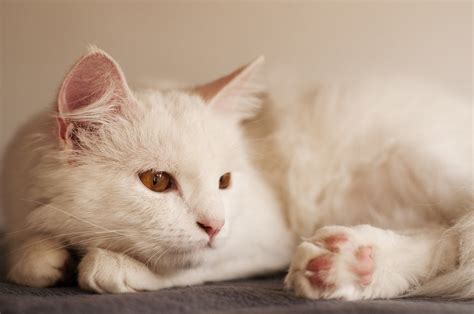 Turkish Angora Cat Breed Facts - Health, Personality and Health Issues – Basepaws