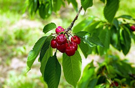 Cold-Hardy Sweet Cherry Trees: Is the Chelan Cherry Viable?