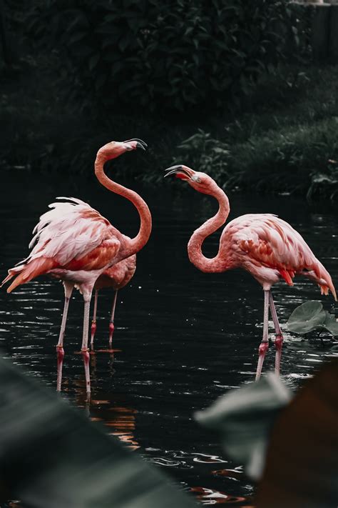 🔥 [40+] Flamingo iPhone Wallpapers | WallpaperSafari