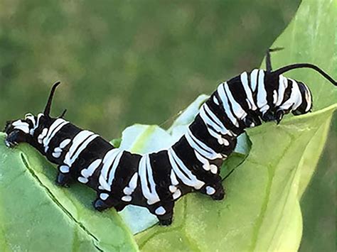 Rare Black & White Monarch Caterpillar - Monarch Butterfly USA