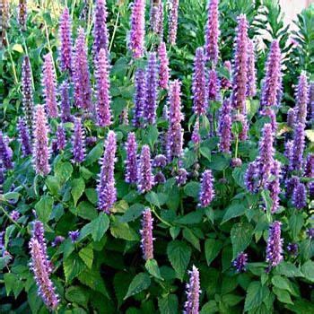 100 Best Butterfly Nectar Plants images in 2017 | Plants, Butterfly, Garden