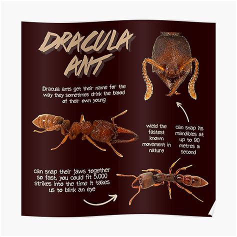 "Dracula Ant Fun Facts" Poster for Sale by KyleNesas | Redbubble