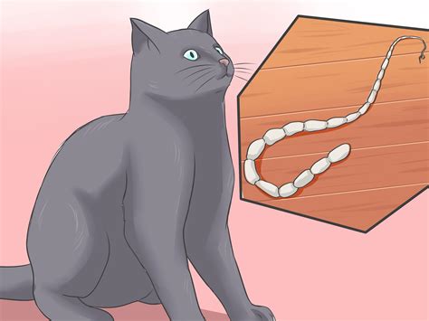 3 Ways to Treat Tapeworm in Cats - wikiHow