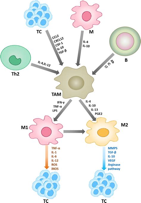 Frontiers | The role of innate immune cells in the tumor microenvironment and research progress ...