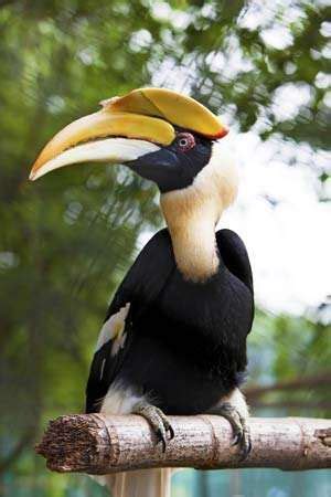 Great hornbill | bird | Britannica.com