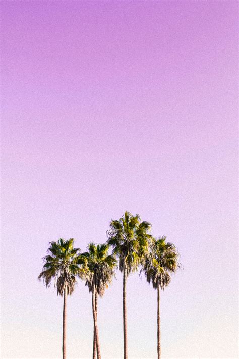 Pink Palm Wallpapers - Top Free Pink Palm Backgrounds - WallpaperAccess