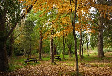 The picnic tables. | Styx Mill Reserve Christchurch NZ. Picn… | Flickr
